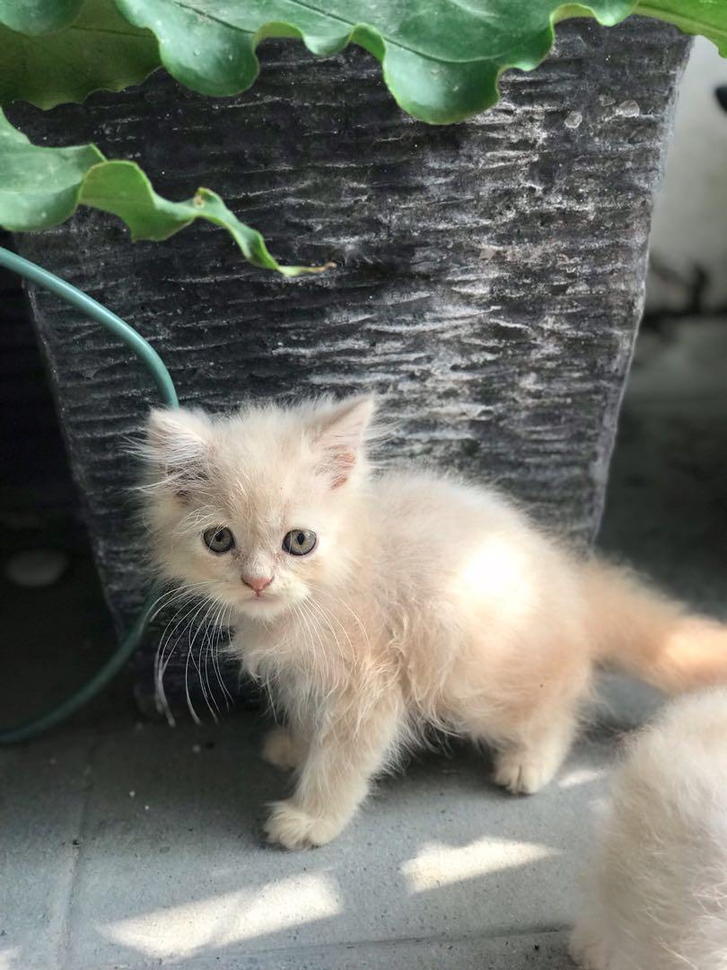 Kucing Persia Umur 2 5 Bulan Perlengkapan Hewan Makanan Hewan Di Carousell