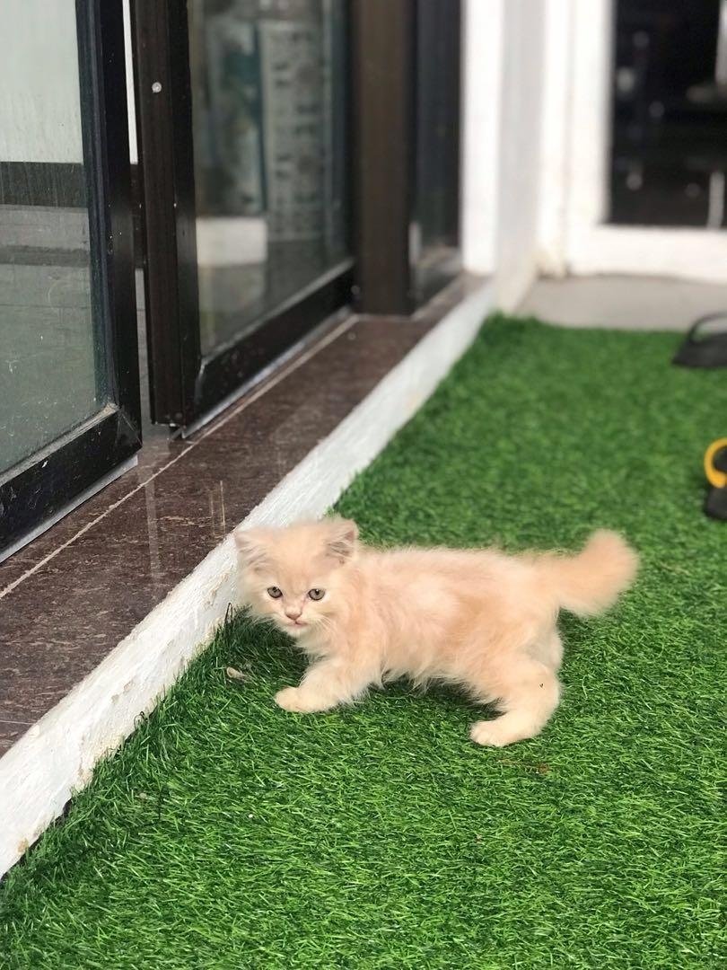 Makanan Untuk Kucing Persia Umur 2 Bulan - Makanan Ku