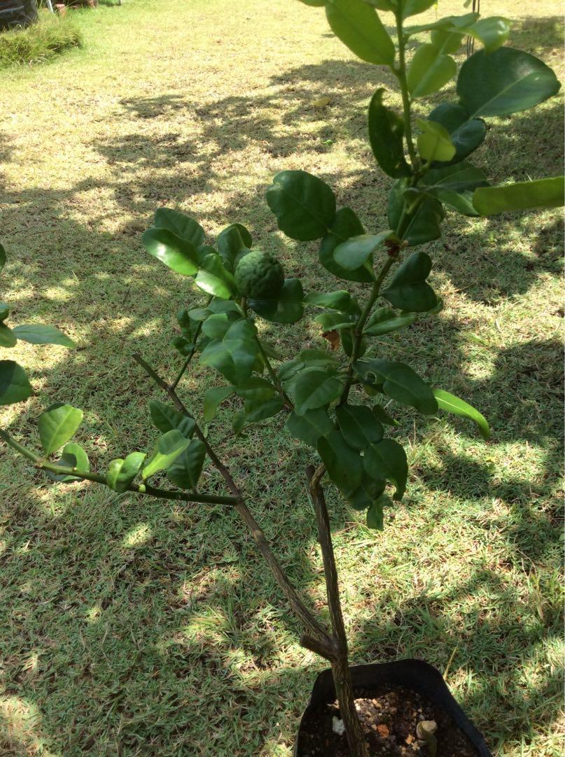 Pokok Limau Purut Home Furniture Gardening On Carousell
