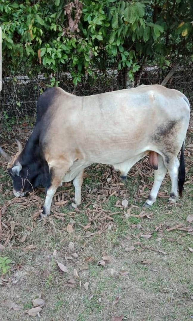 For Sale 4 Ekor Lembu Pet Supplies Pet Accessories On Carousell