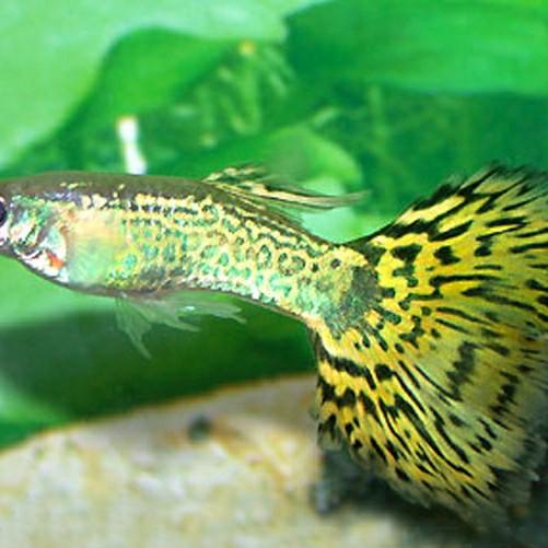 Ikan Hias Guppy Yellow Snakeskin Pet Supplies Accessories On