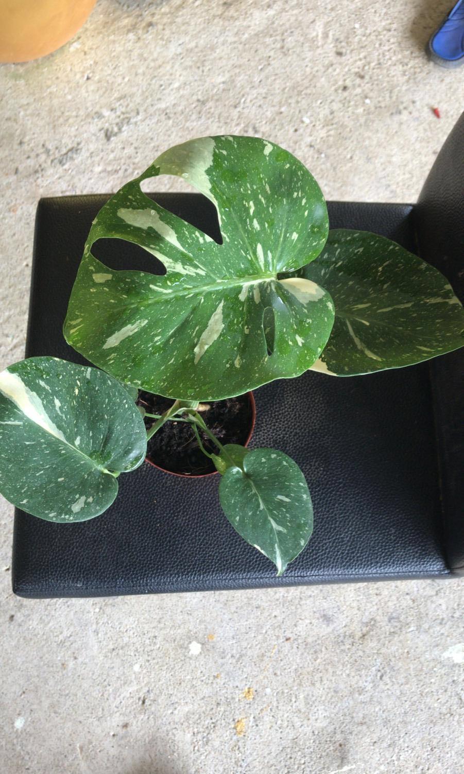 Wallpaper Monstera Deliciosa Albo Variegata Gardening Plants On Carousell For Android Free