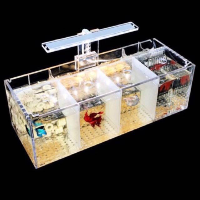 Betta fish tank with filter enough to keep 4 bettas, Pet Supplies