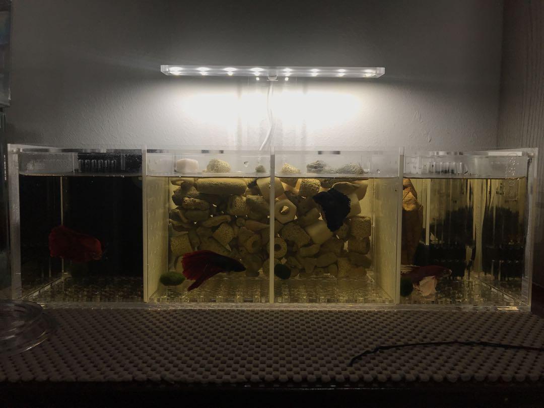 Betta fish tank with filter enough to keep 4 bettas, Pet Supplies ...