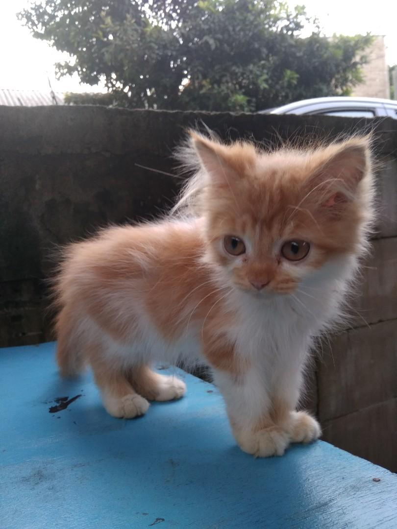 Persia medium kitten new arrivals