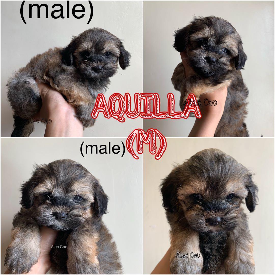 Maltipoo X Maltese French Bulldog Mix Pet Supplies For Dogs