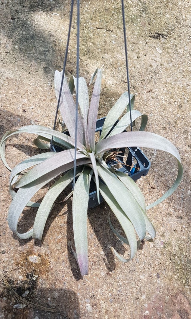 Airplant tillandsia coconut grove