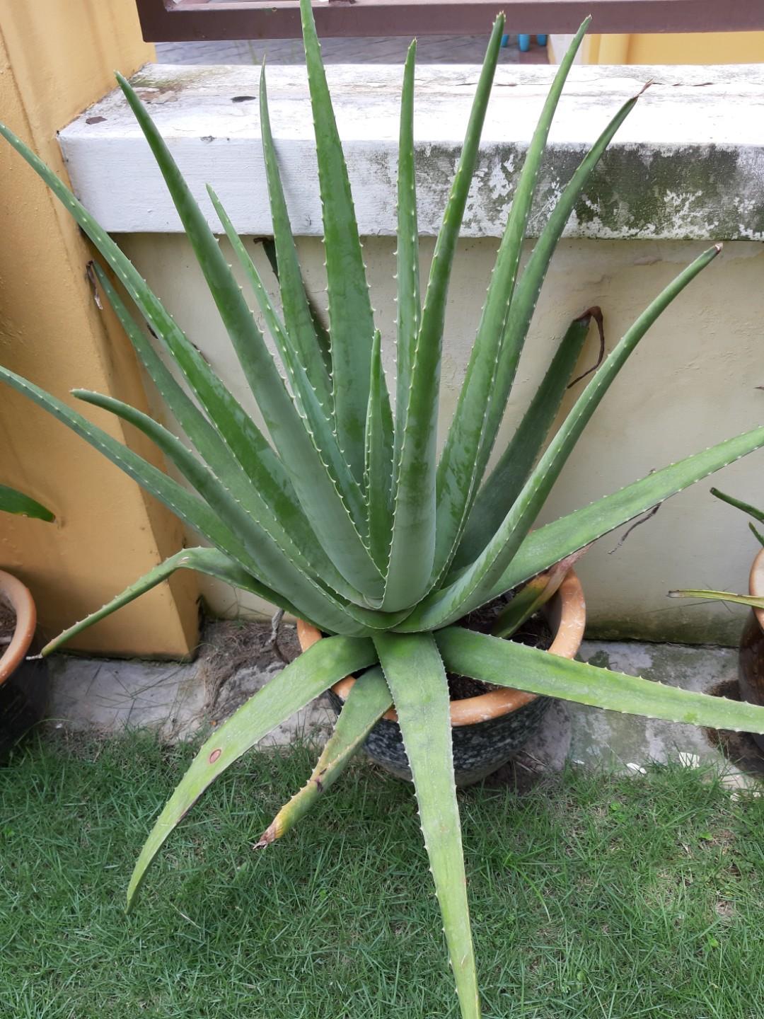 Aloe Vera Plant 20 21 X 2 5 And Pot Size 11 5 Included Home