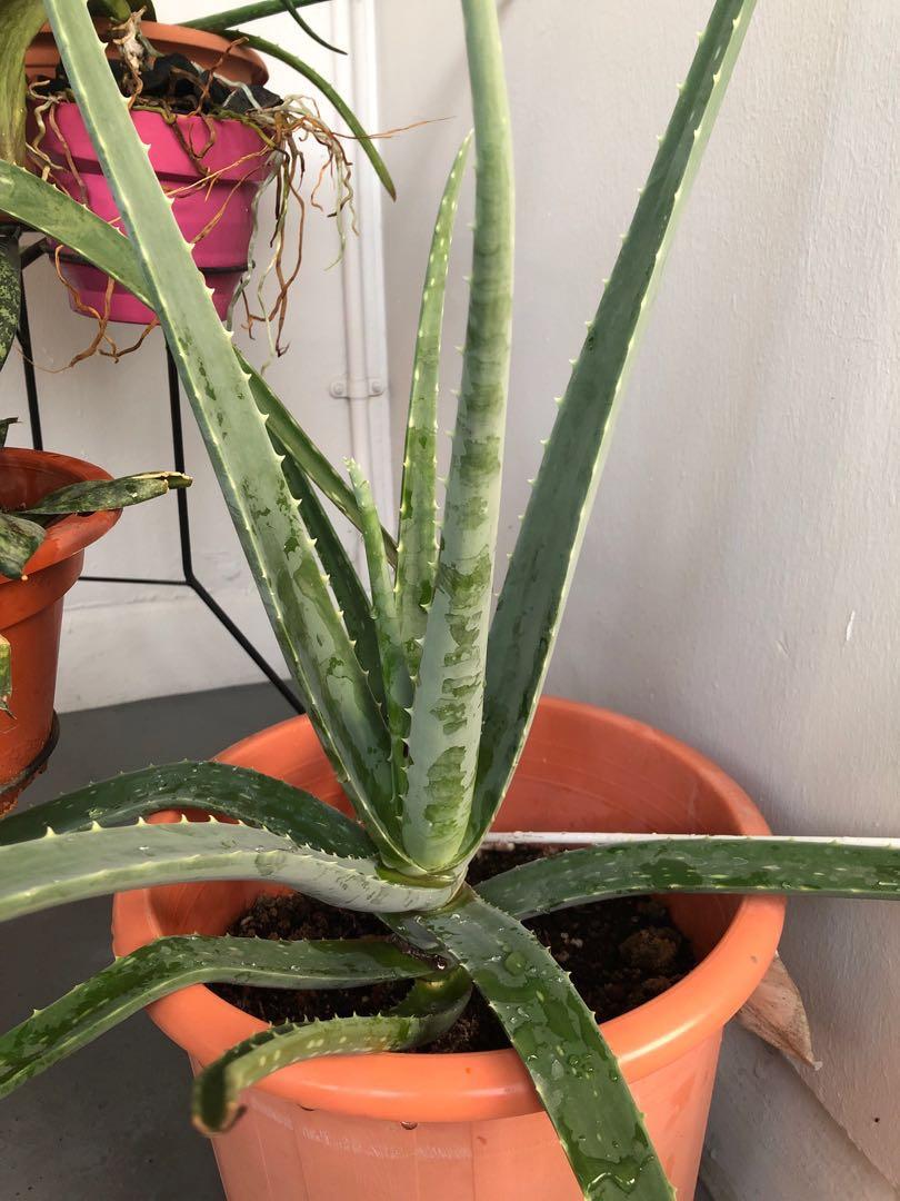 Aloe Vera Plant Gardening Plants On Carousell