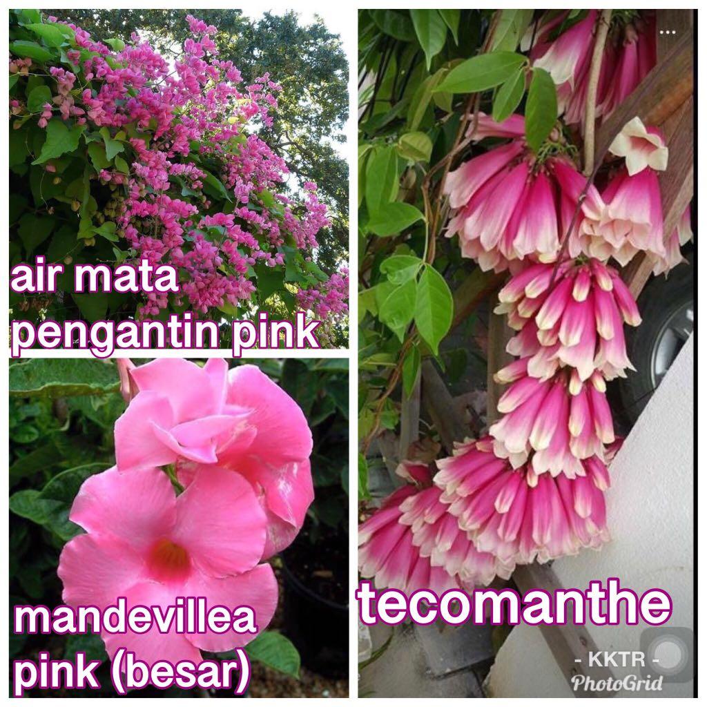 Pokok Bunga Menjalar Pink Home Furniture Gardening On