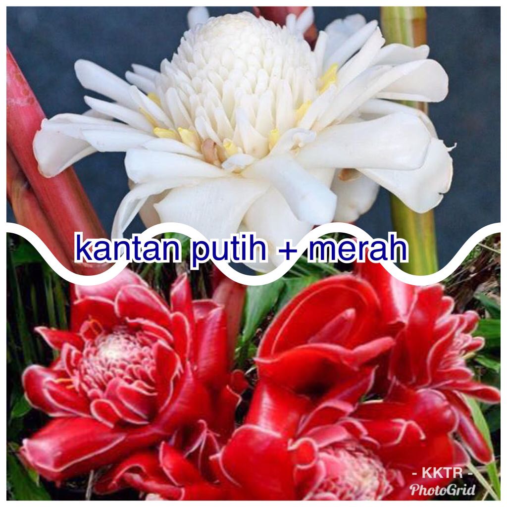 Set Rizom Kantan Putih Dan Merah Home Furniture Gardening On