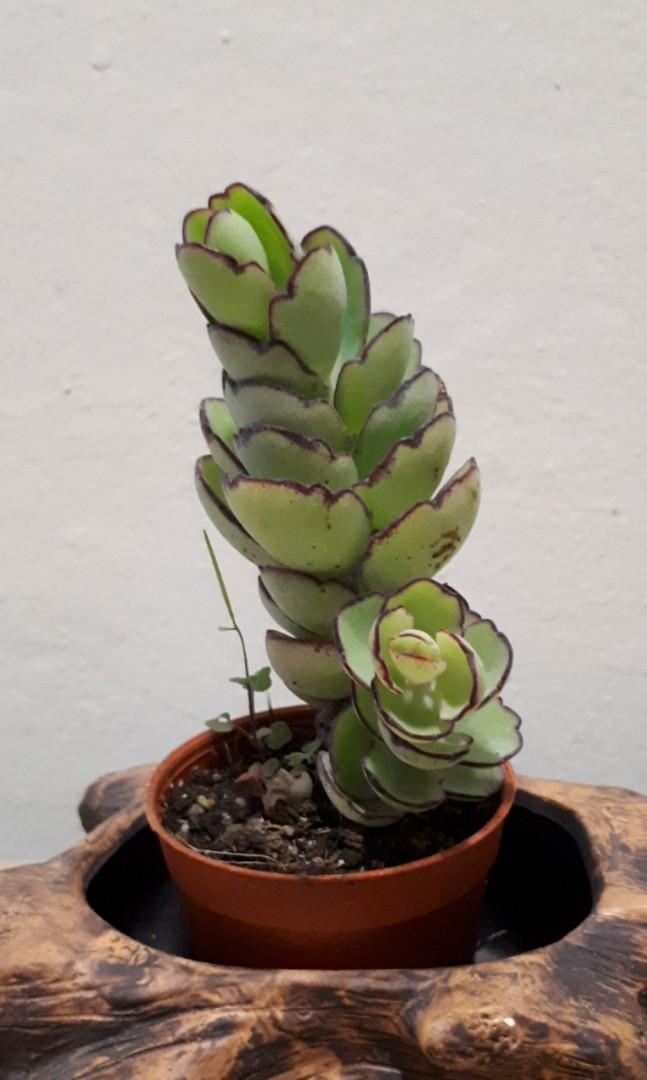 Kalanchoe Laxiflora Milky Widows Thrill Care Kalanchoe