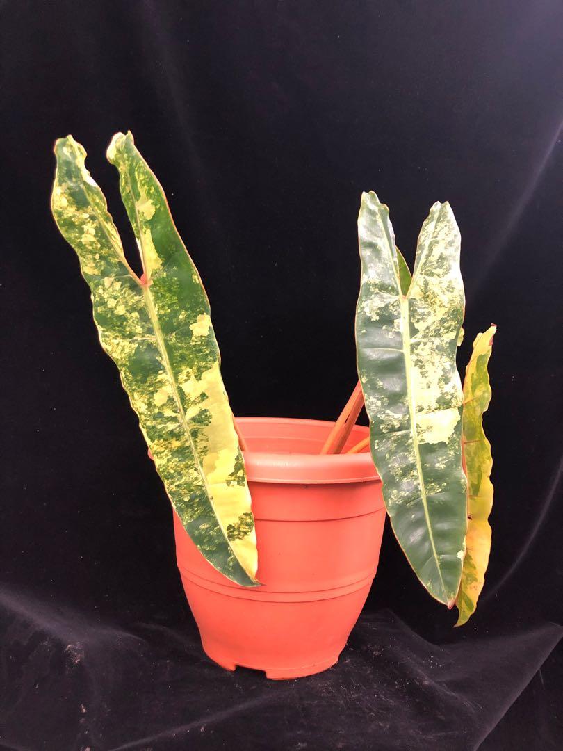 Philodendron Billietiae Variegated Gardening Plants On Carousell