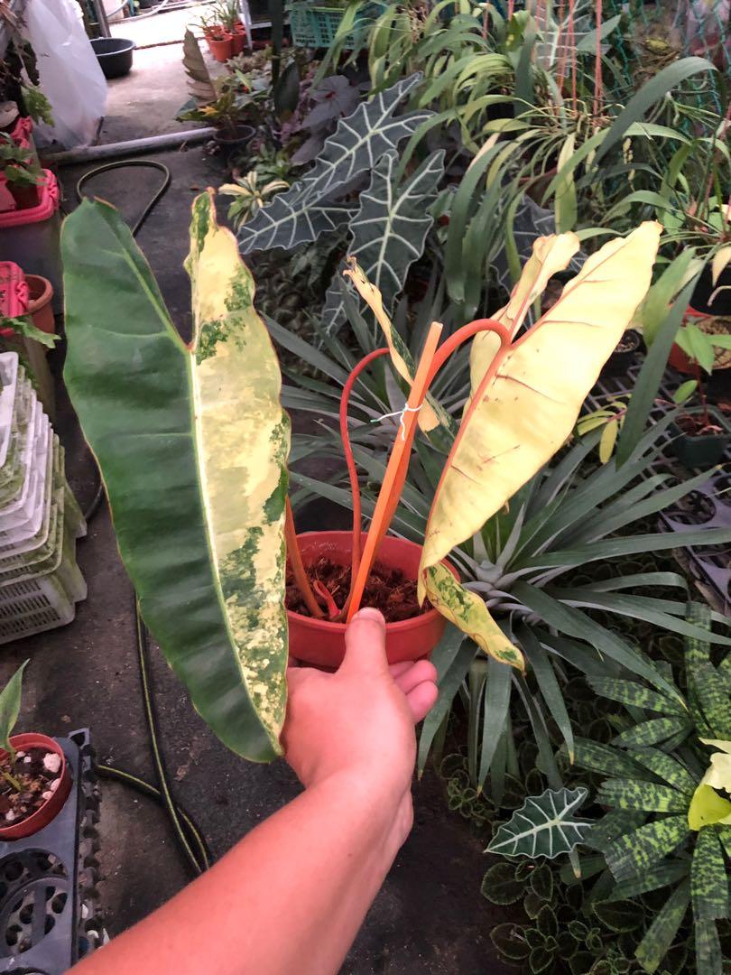Philodendron Billietiae Variegated 2 Gardening Plants On Carousell