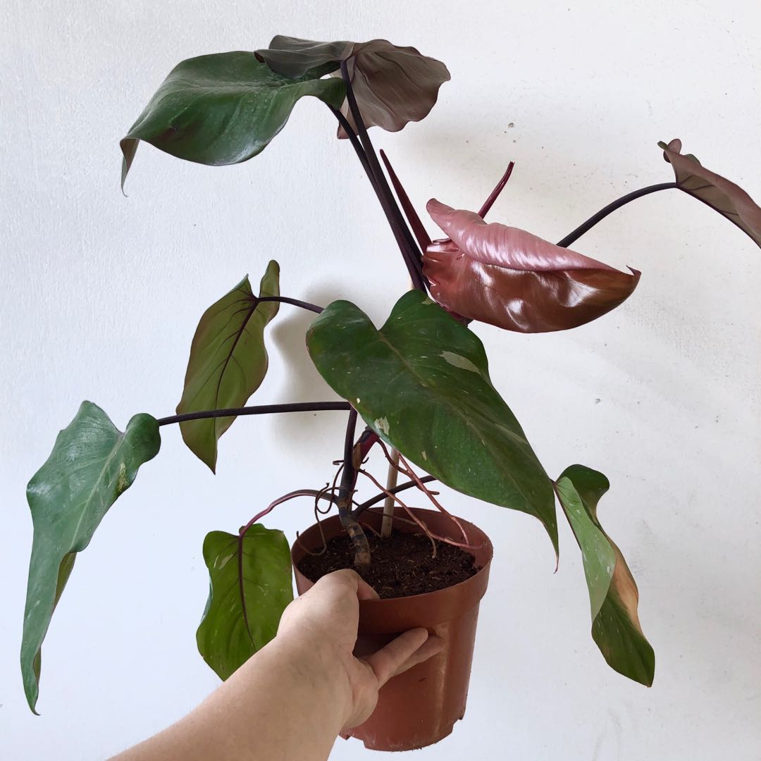 Large Philodendron Pink Princess Furniture Home Living Gardening Plants Seeds On Carousell