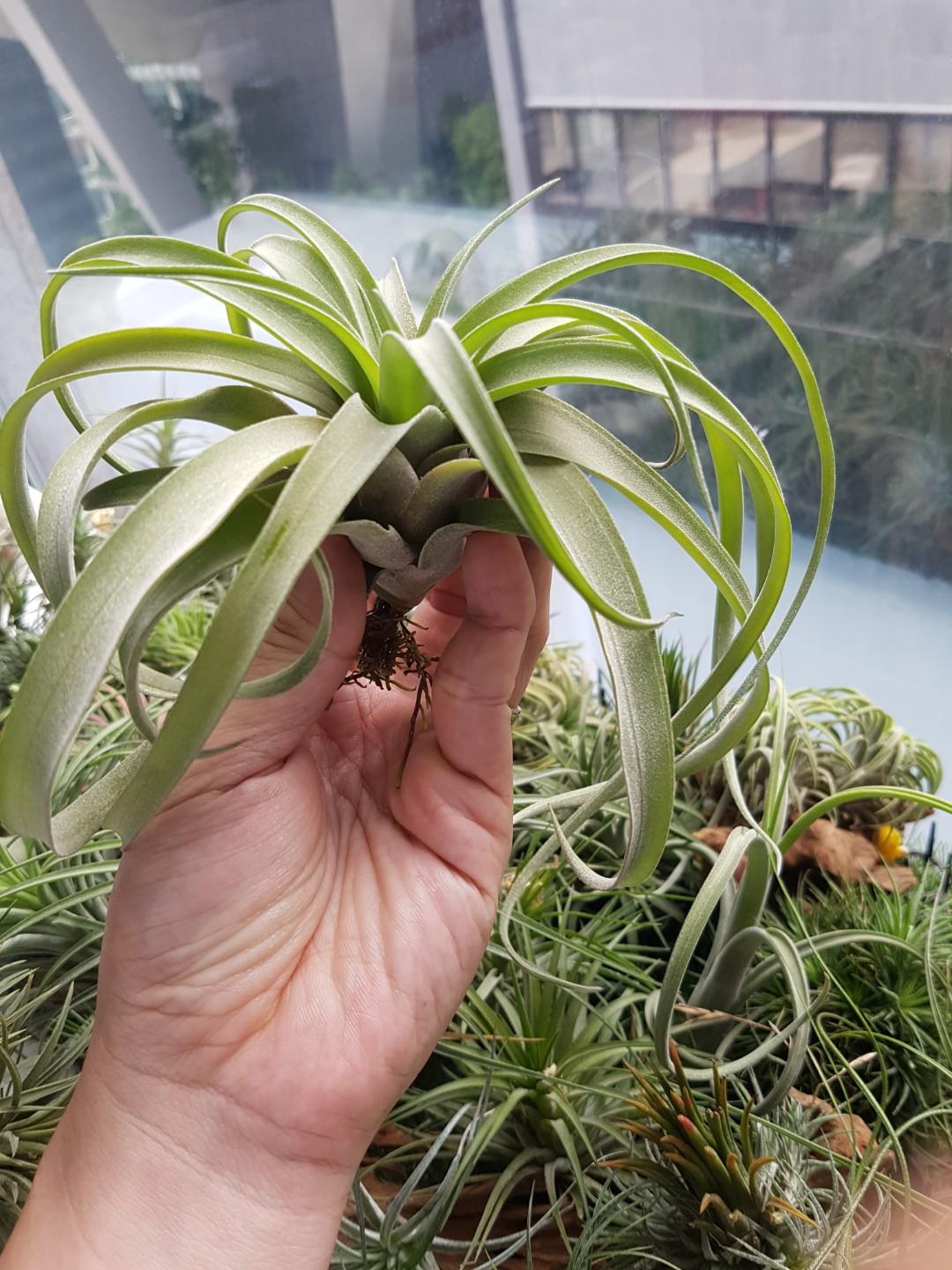 Airplant Tillandsia Albida x Chiapensis, Furniture & Home Living