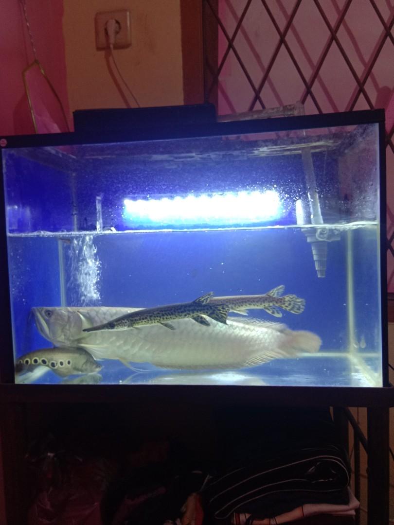 Unduh 80 Koleksi Background Aquarium Putih Paling Keren