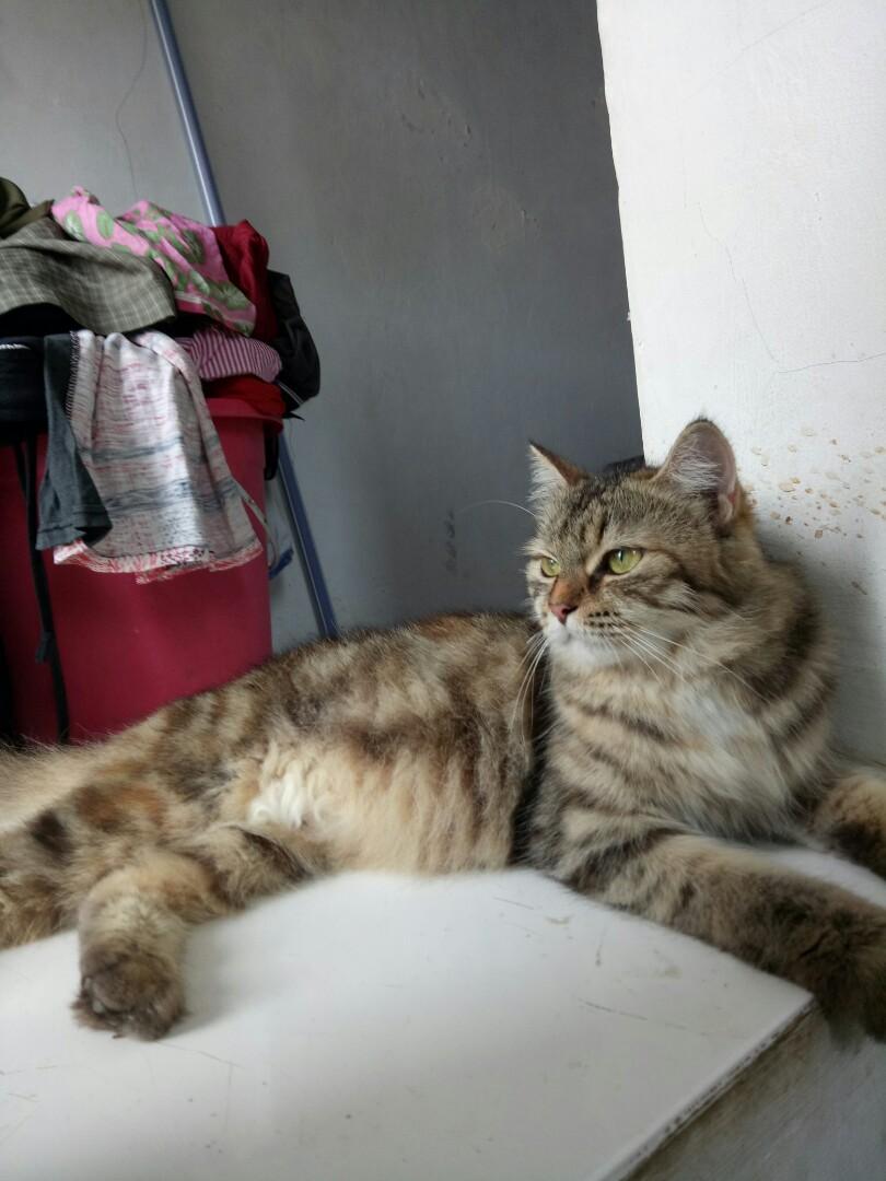 Berita ttg Harga Kucing Anggora Di Medan Hangat