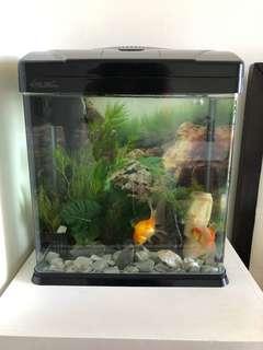 Fish tank aquarium