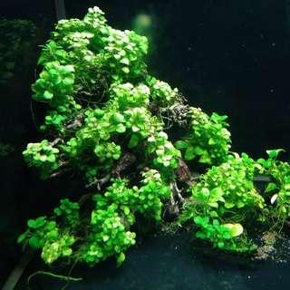 Bonsai tree