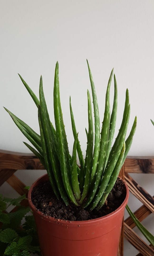 Aloe Vera Plant With Pot Gardening Plants On Carousell