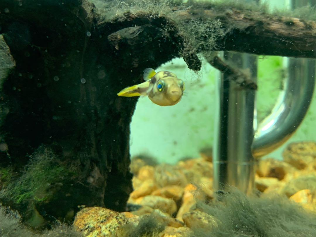 Free freshwater fish to a good home Pet Supplies Homes Other