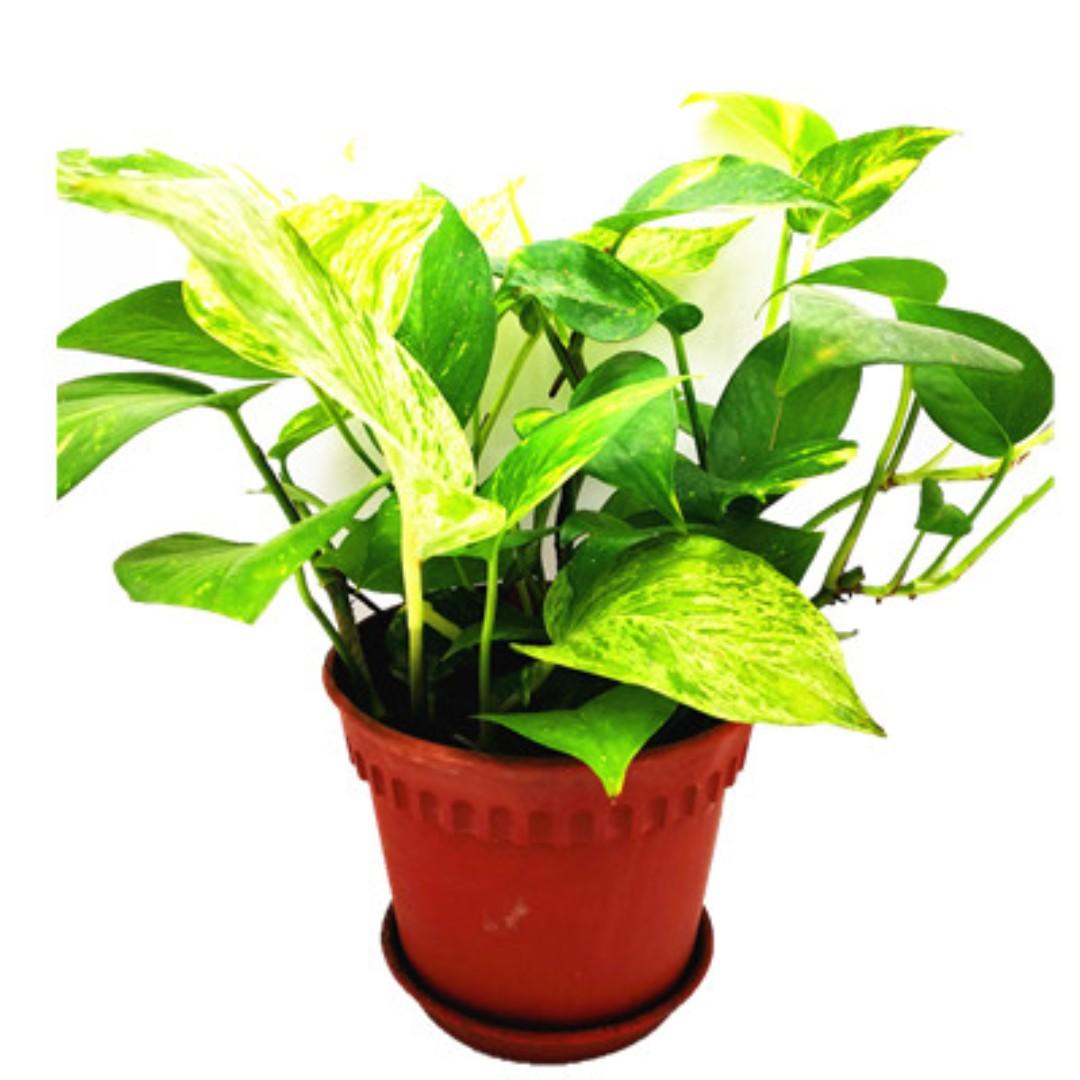 Table money sale plant