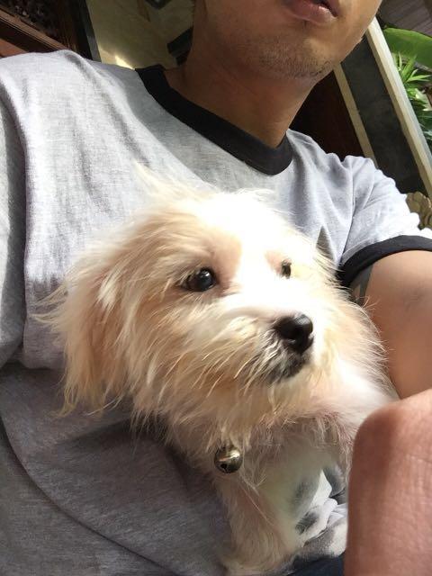 Anak Anjing Maltese 3 Bulan Jantan Perlengkapan Hewan Makanan Hewan Di Carousell