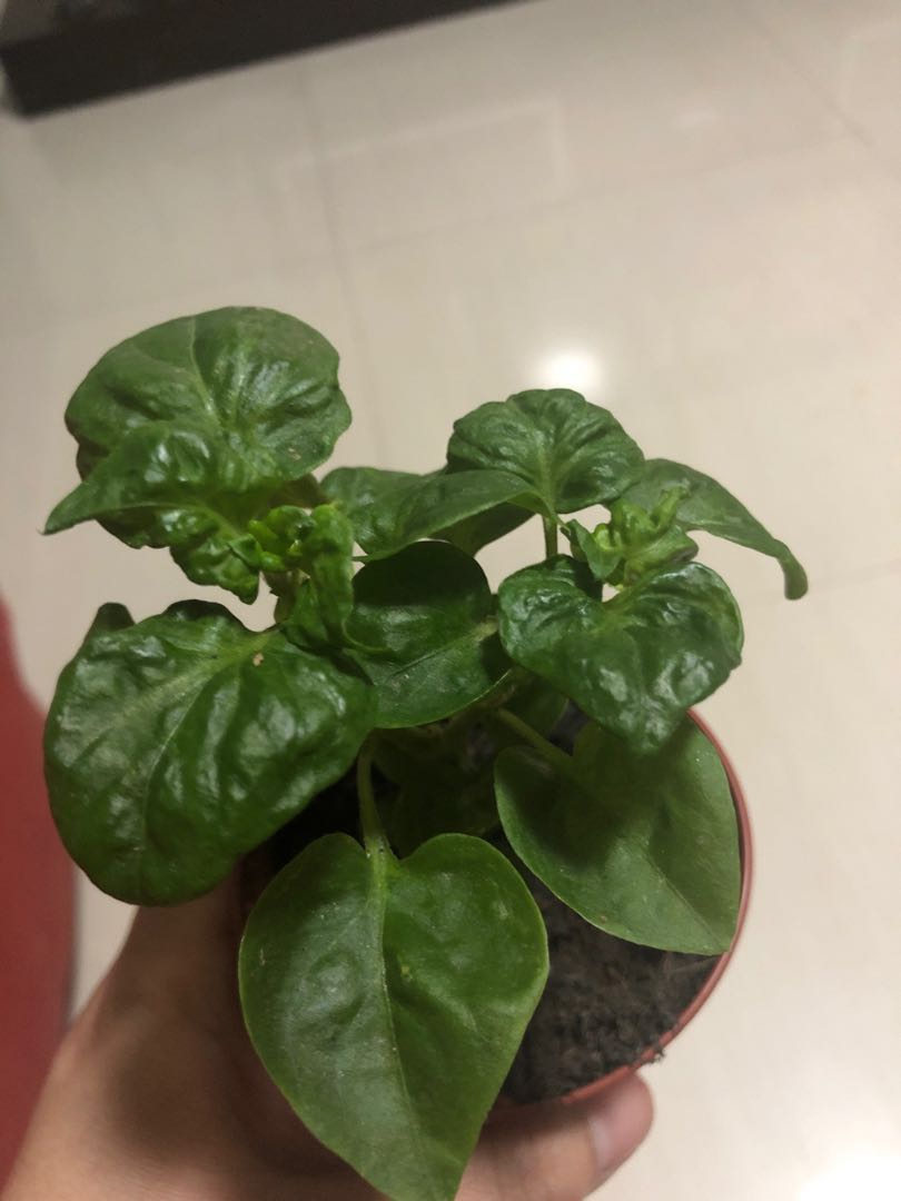 Spanish spinach outlet