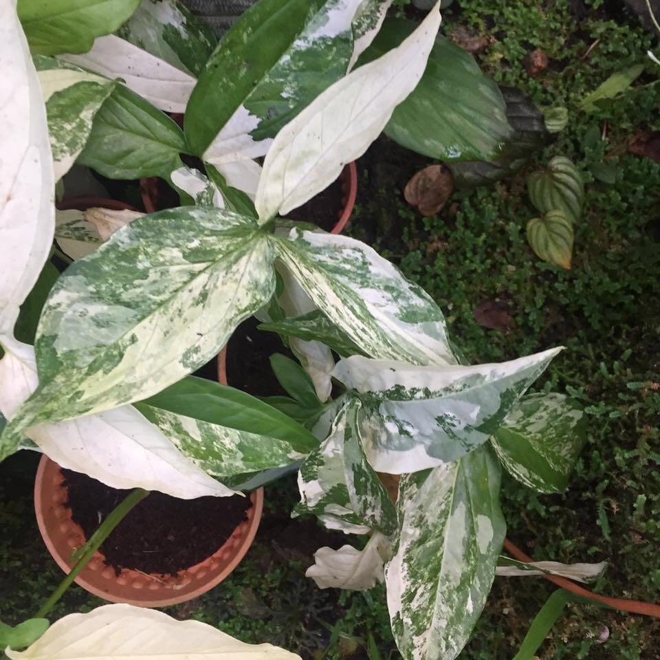 Syngonium Podophyllum Albo Variegatum For Sale Gardening Plants On Carousell Syngonium podophyllum is native to central america north into mexico, which is more or less also syngonium happens to be especially suitable for tissue culture because plants reach mature size. syngonium podophyllum albo variegatum for sale