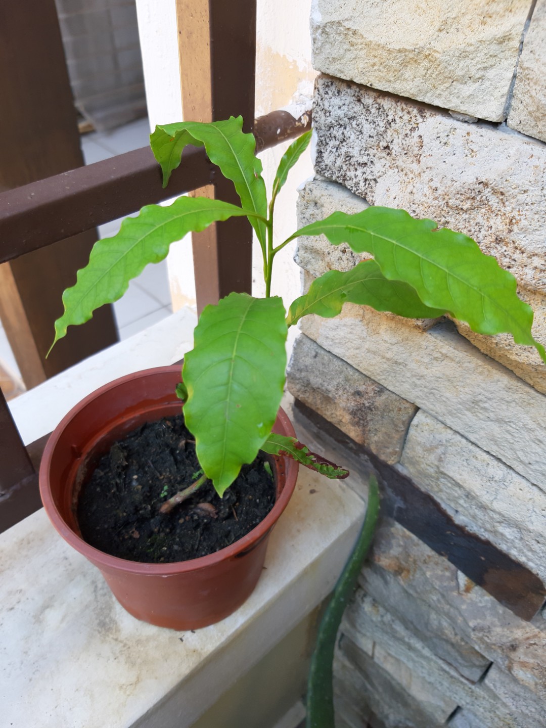 Baby Peach Or Nectarine Tree Plant Grow From Seed Pot Included Home Furniture Gardening On Carousell