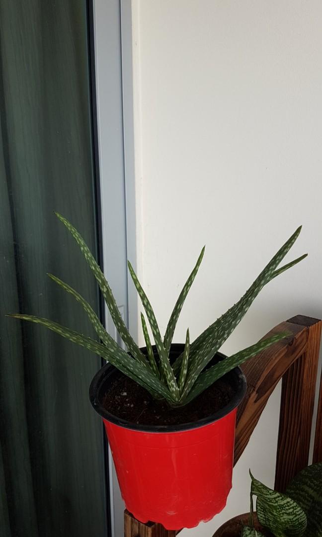Aloe Vera Plant With Pot Gardening Plants On Carousell