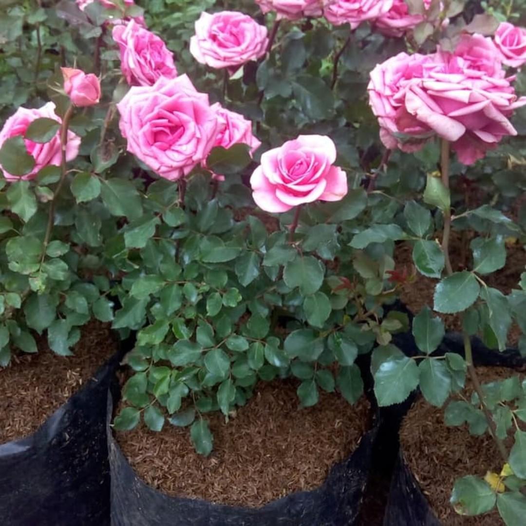 Bunga Mawar Rose Jumbo Size Pink Gardening On Carousell