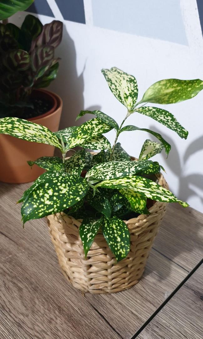 Japanese Bamboo Plant Gardening Plants On Carousell