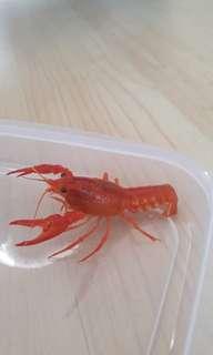 Neon red procambarus clarkii Crayfish