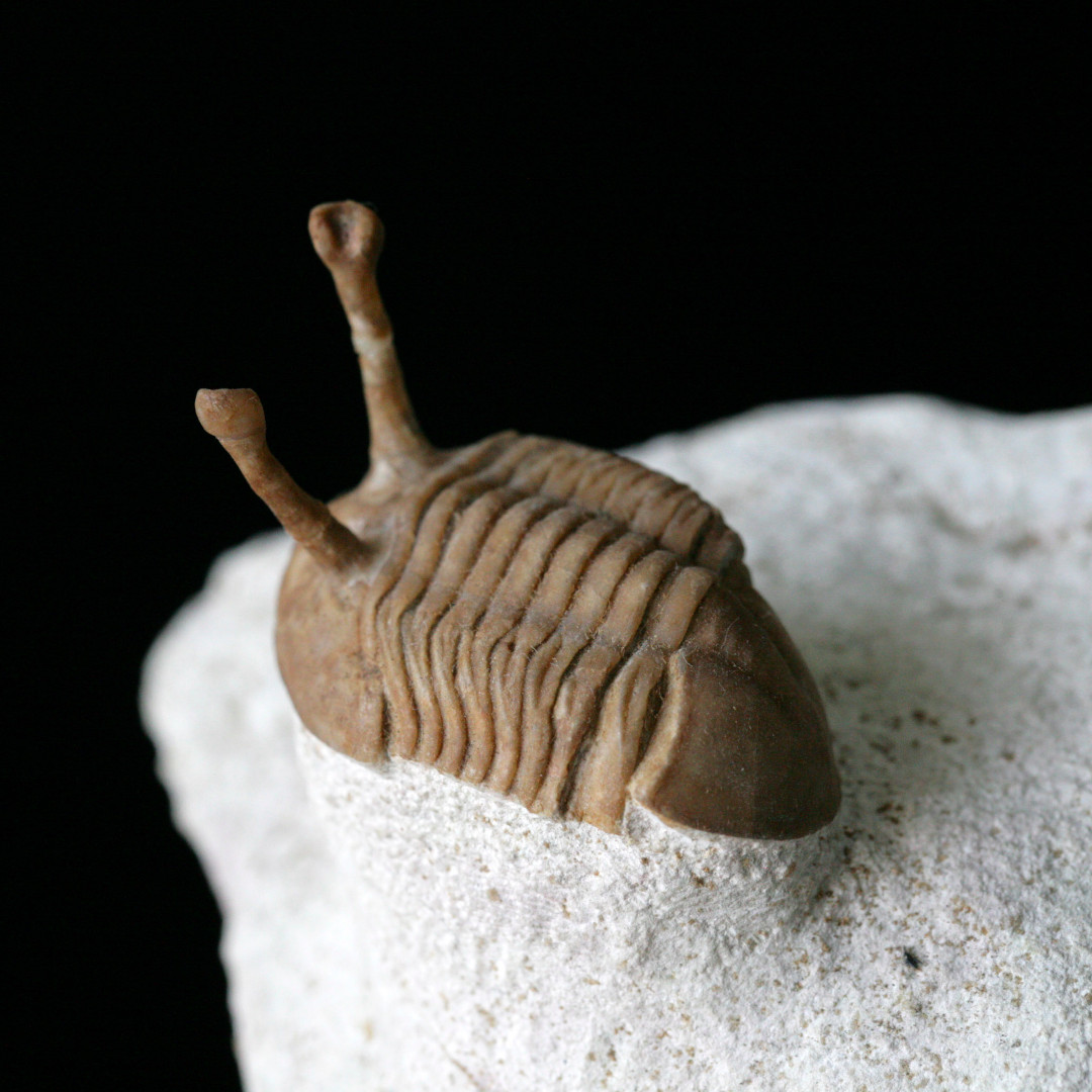 俄羅斯三葉蟲化石Russia Trilobite fossil ! Asaphus Kowalewskii 卡瓦