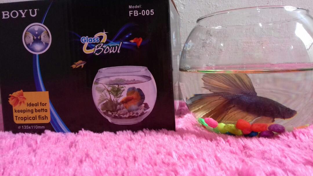 Ikan Cupang Big Halfmoon Gold Everything Else Others On Carousell