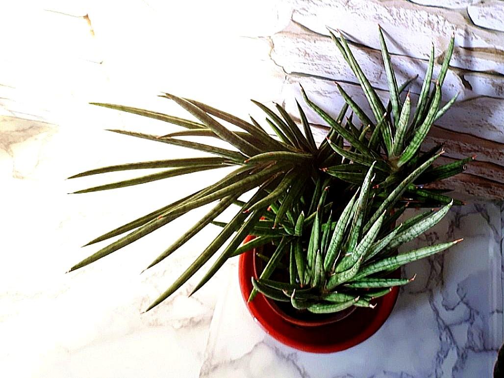 Houseplant / Snake Plant @Sansevieria Francisii (4 Plants ...