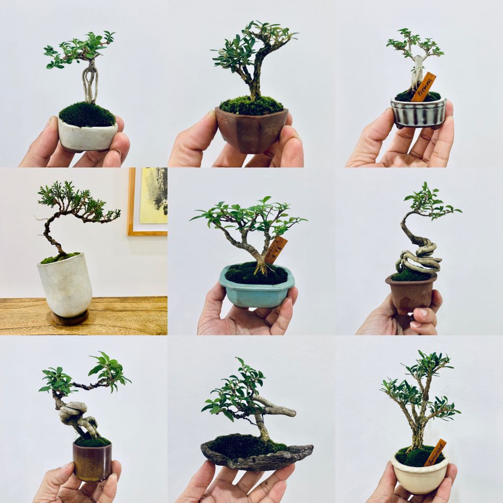 Mini Bonsai Sale In Naiise At 112 Katong Furniture Home Living Gardening Plants Seeds On Carousell
