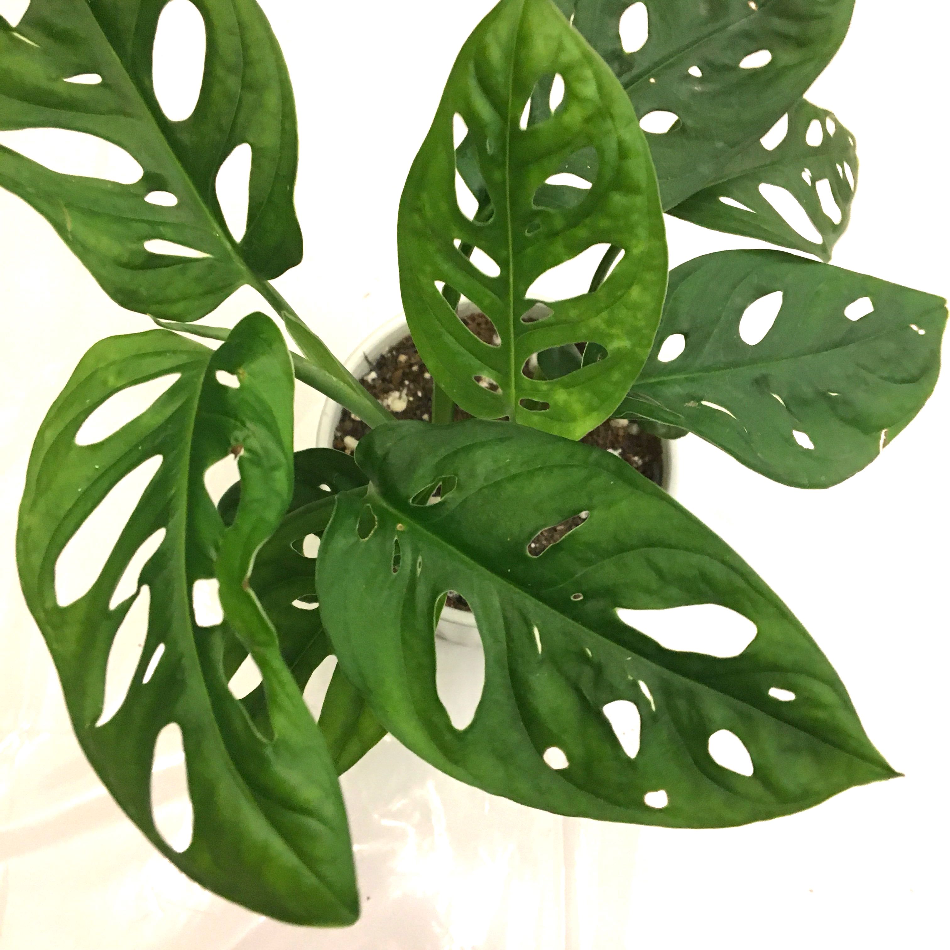 Plant Monstera Adansonii Swiss Cheese Plant Gardening Plants On Carousell