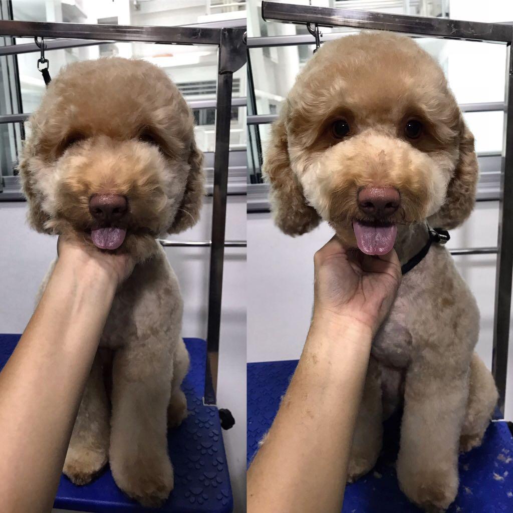 affordable grooming and boarding