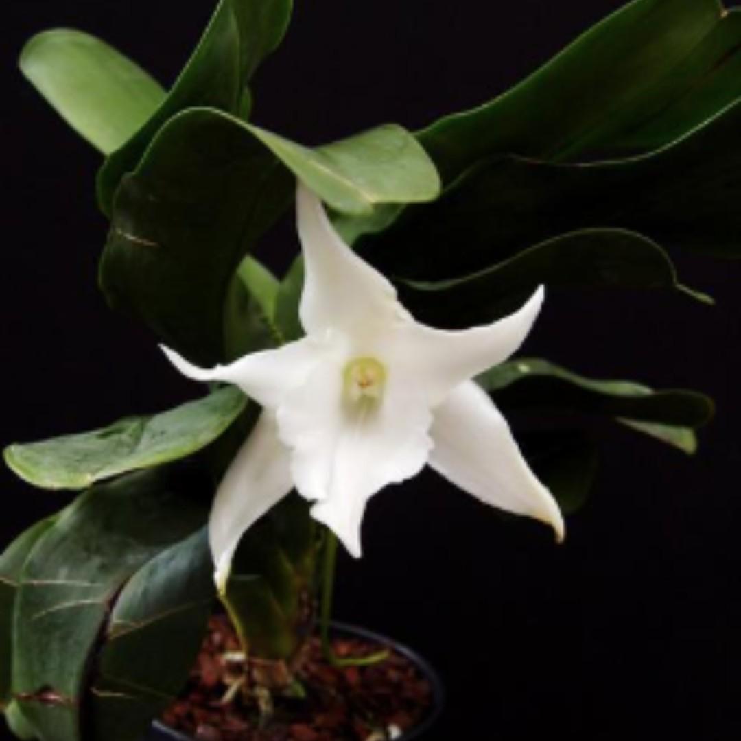 Angraecum Lemford White Beauty Orchid Seedling Fragrant Gardening Plants On Carousell