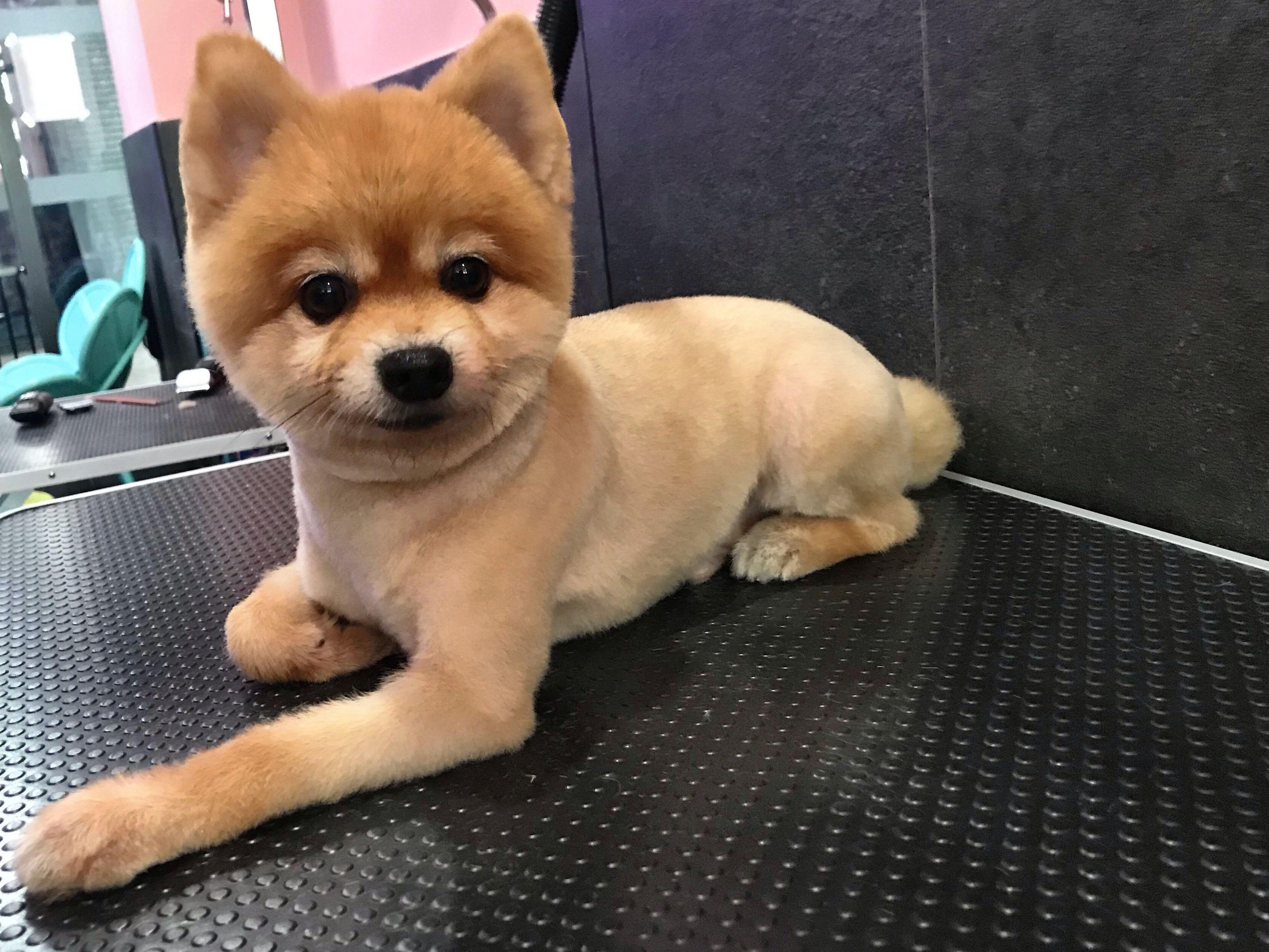 affordable grooming and boarding