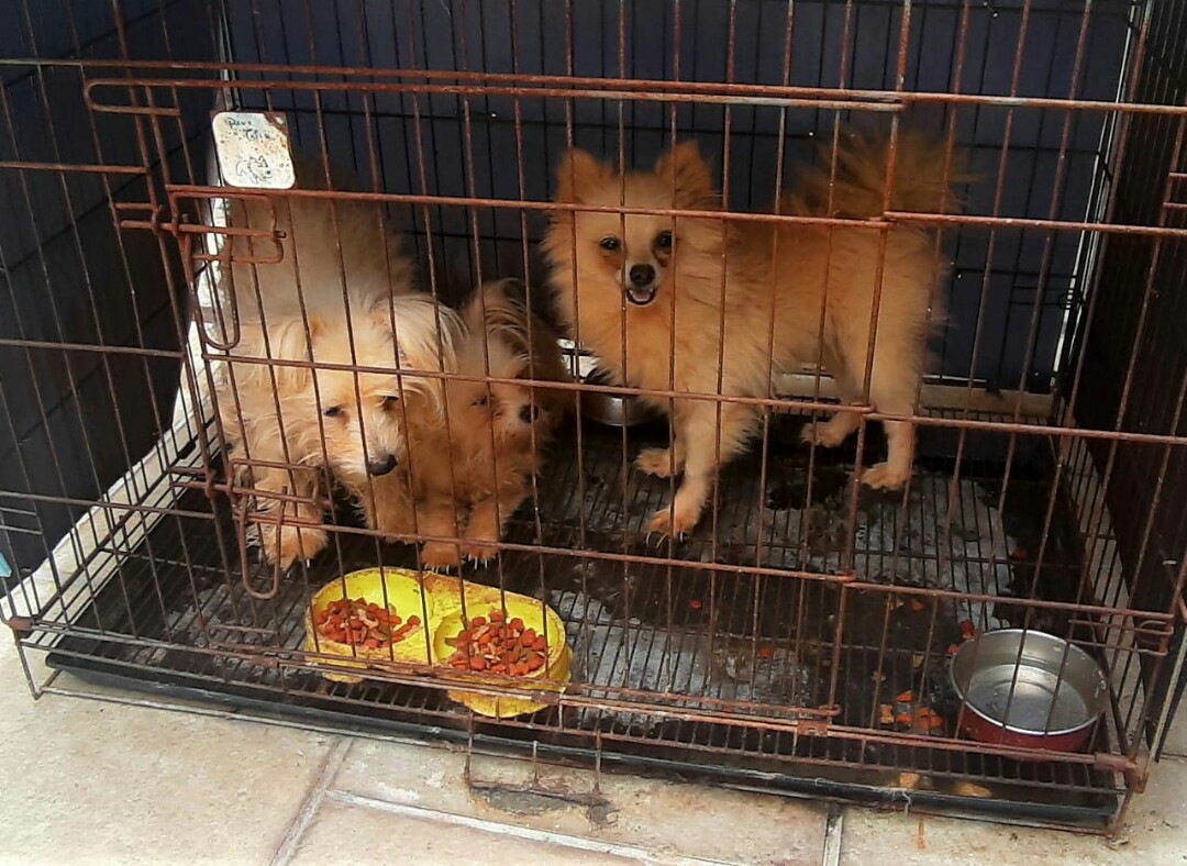 40+ Anjing maltese dijual information