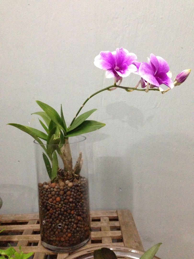 Semi Hydroponic Orchid Gardening Plants On Carousell