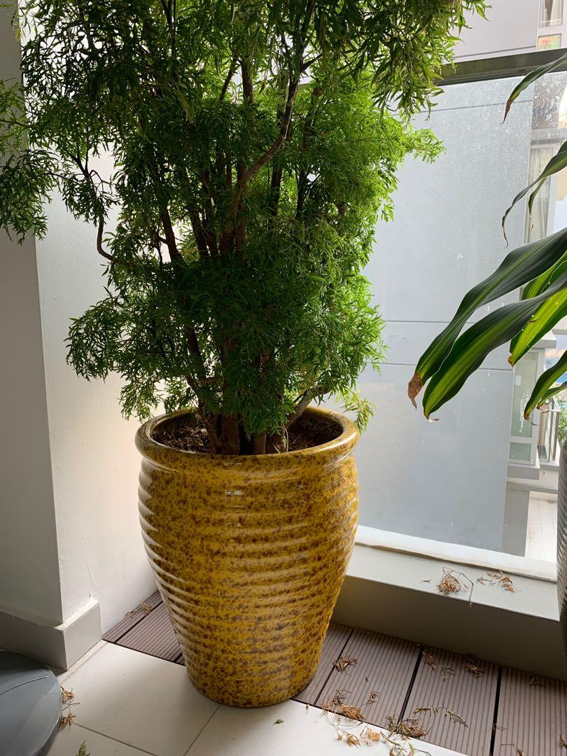 Large Potted Plants In Glazed Pots Gardening Pots Planters On
