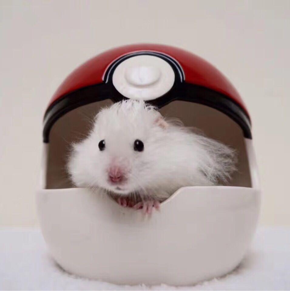 Hamster pokeball sales
