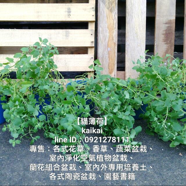 貓薄荷盆栽 貓咪最愛首選貓薄荷 居家生活 園藝在旋轉拍賣