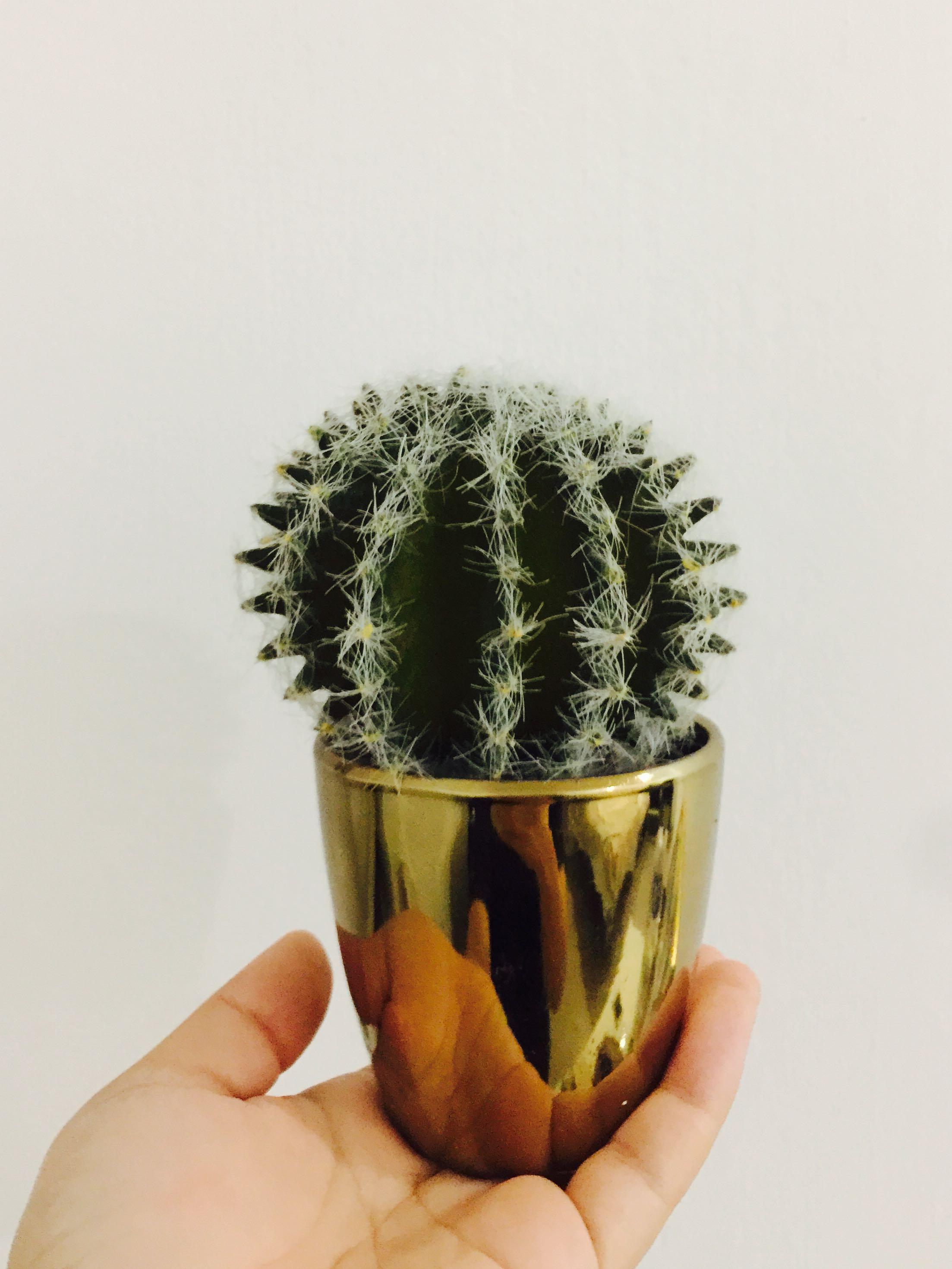 Cactus Fake Plant Furniture Home Decor Others On Carousell