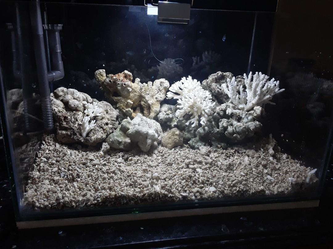 Aquarium Air Laut Pet Supplies Accessories On Carousell